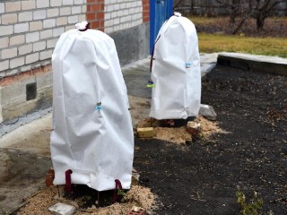 Как спасти сад от морозов без снега: советы агронома