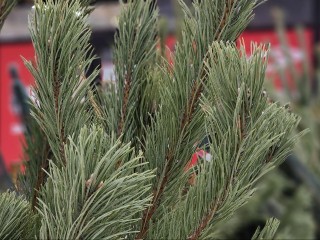 Сколько простоит новогодняя елка и от чего это зависит