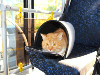 Контрольное взвешивание перед посадкой в автобус: каких питомцев в Подмосковье можно перевозить бесплатно, а за кого придется раскошелиться