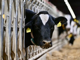 Не в рогах счастье: озерские животноводы рассказали, зачем «обезоружили» буренок