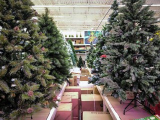 Срочно проверьте вашу елку: три неочевидные опасности для здоровья, о которых предупредил биолог