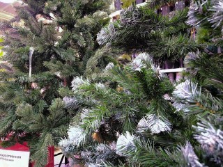 Стало известно, как найти елку в Краснознаменске, не нарушая закон