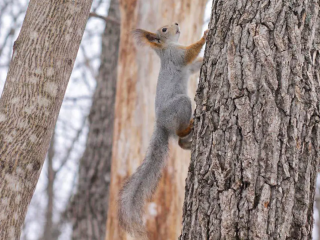 Посетители парка «Елочки» теперь могут кормить белочек из специальных автоматов