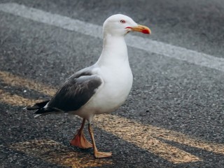 Житель Лобни выгуливает во дворе морскую чайку, которую спас от гибели