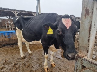 По УЗИ - телочка: самая продуктивная корова в России ушла в «декрет»