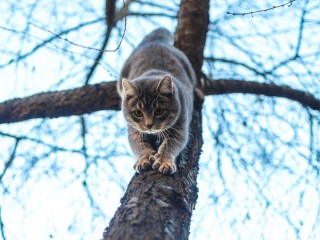 Кот сделал головокружительный прыжок с 12-метровой высоты на глазах у спасателей