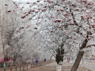 Предновогодний термометр: в Клину ожидают мороз до −12 °C