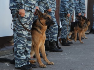 Кинологи прибыли на место взрыва в Химках: стали известны новые подробности происшествия