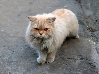 Солнечногорцы спасли персидских котов, оказавшихся на улице