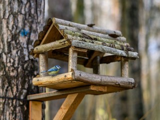 Стань детективом для дикой природы: как жители Подмосковья могут добавить свою синицу в большую науку