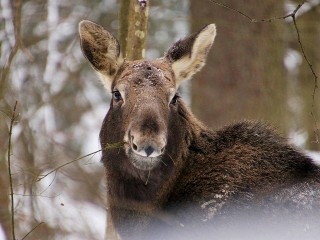 Переговорную для лосей обнаружили сотрудники Приокско-Террасного заповедника