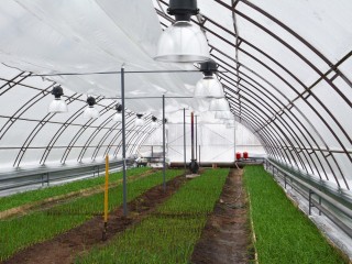 Рукола и шпинат вместо бурьяна: фермер из Ступина получил 35 га земли