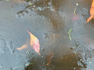 Экологи Чехова проверяют состав воды в изменившем цвет пруду