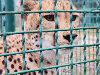 Что за движ у волоколамских гепардов? Тильда ждет гостей на свой праздник