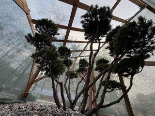 Горные сосны «Мугус» облачились в специальные защитные одежды