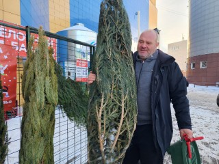 Билет для новогодней елки: как перевозить хвойные в общественном транспорте Подольска