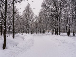 Снежное похолодание: Подмосковье встретит Новый год с морозами