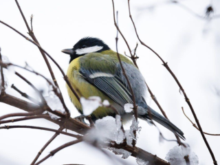 Морозная погода ожидает жителей Чехова в выходные дни