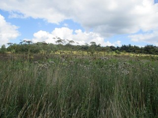 «Действуем решительно»: министр Фирсов — о борьбе с недобросовестными арендаторами земли в Подмосковье