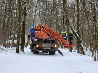 Программа «Здоровый и чистый лес» в Одинцовском округе: какие территории расчистят в 2026 году