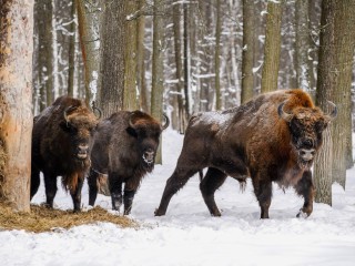 Зубры вместо Деда Мороза: как встретить Новый год среди дикой природы — программа в Приокско‑Террасном заповеднике