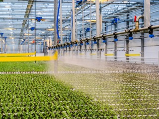 До чего дошел прогресс: как роботы и ИИ в Подмосковье делают идеальные продукты без людей