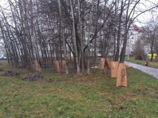 Осинник в Северном микрорайоне по просьбам жителей очистили от мусора