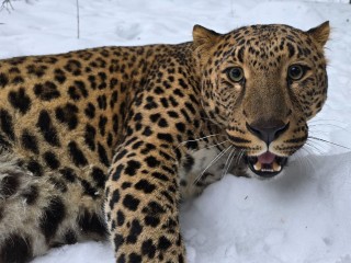 Клинские амурские коты удочерили трех леопардовых котят с особенностями здоровья