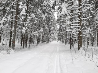 В Новый год ударят морозы -20! Синоптики прогнозируют аномальный холод в Подмосковье