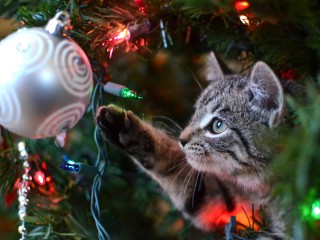 Котики и елки: как сделать так, чтобы новогодние украшения не навредили животным