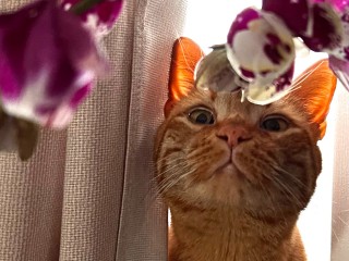 Один листок — и любимец может не проснуться! Какие растения запрещено держать в доме с котами