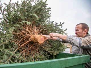 В Серпухове пройдет акция по сбору новогодних елок на переработку