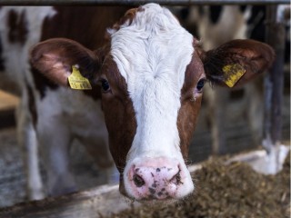 Нужна ли коровам шуба: как защищают животных от морозов на щелковской ферме