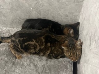 В Шатуре активисты спасают кошек, запертых в квартире без еды и воды