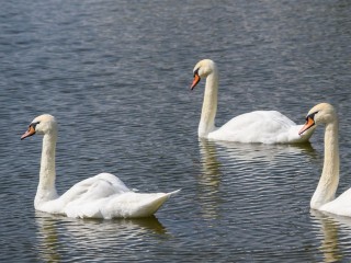 Остались зимовать: почему лебеди не спешат на юг, и в каких случаях их «спасение» может навредить