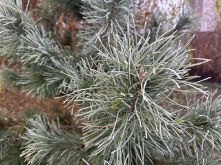 Декабрьские знаки: как читать приметы первого зимнего месяца