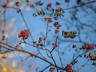 Гороскоп на 12 декабря: наступает идеальный день для принятия ясных решений