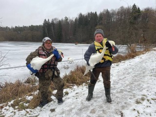 Спасение пернатых: лебедей из усадьбы Келлеров отправили на зимовку