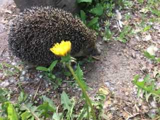 Ежи проснулись? Как аномальная погода в Подмосковье повлияла на животных
