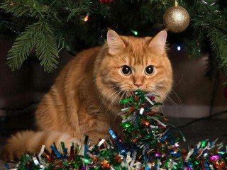 Кот съел мишуру: чем это опасно — ответ ветеринара