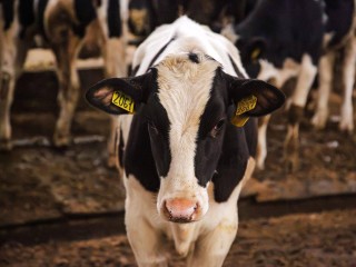 Школьники посетили «умную» ферму в Наро-Фоминске