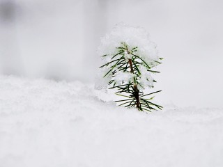 Снегопады без перерыва будут идти в Подмосковье в эти дни