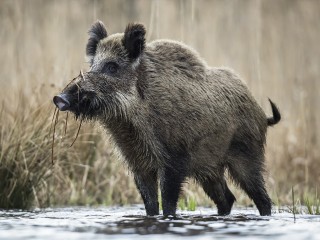 Вепрь в городе: жители сообщили о неожиданной встрече с диким кабаном в Ленинском округе