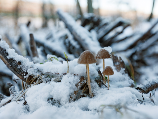 Вещие сны и как по ветру предсказать зиму: народные приметы Филимонов день 5 декабря 2025 года