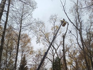 На Старом городском кладбище в Коломне вырубили опасные тополя