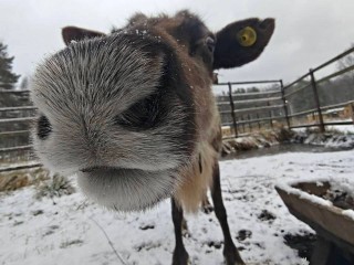Правда ли, что нос у северных оленей красный? Вся правда от экологов нацпарка «Лосиный остров»