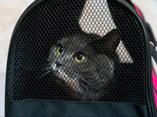 Проезд с питомцем в один клик: ЦППК добавила удобную опцию оплаты провоза животных