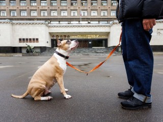 Юрист шокировал собаководов: питомец на свободном выгуле отправит за решетку