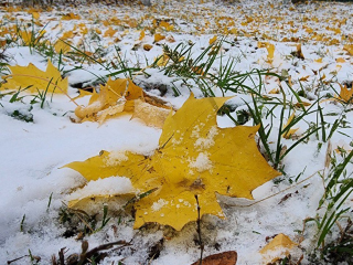 Такого давно не было: в Гидрометцентре объяснили, почему 2025 год войдет в тройку самых теплых