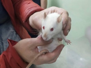 Мики делится мудростью: семь золотых правил для долгой и счастливой жизни вашего грызуна